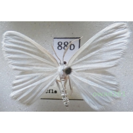 Jodis lactearia (Linnaeus, 1758) Czech88b
